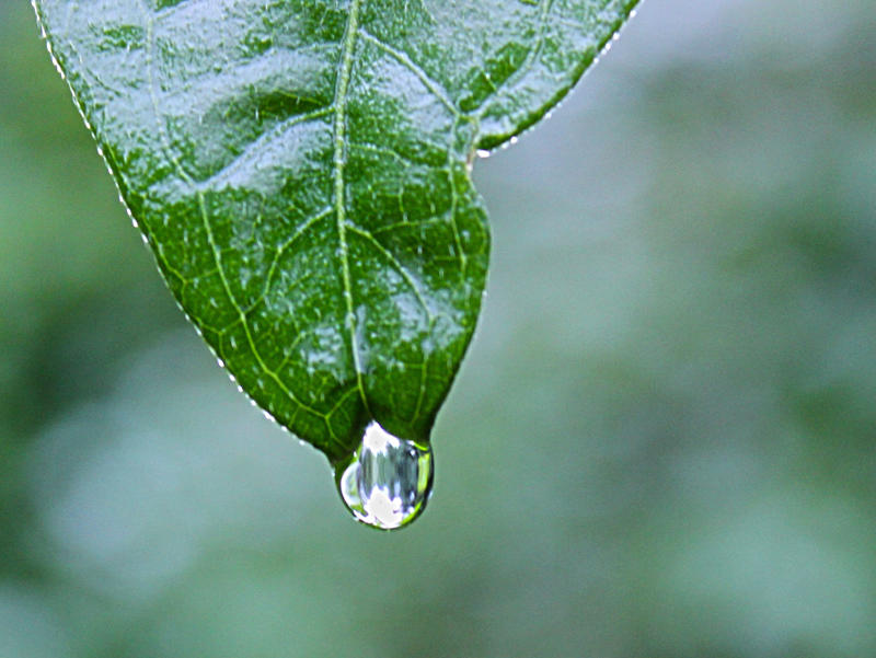 Blatt mit Tautropfen